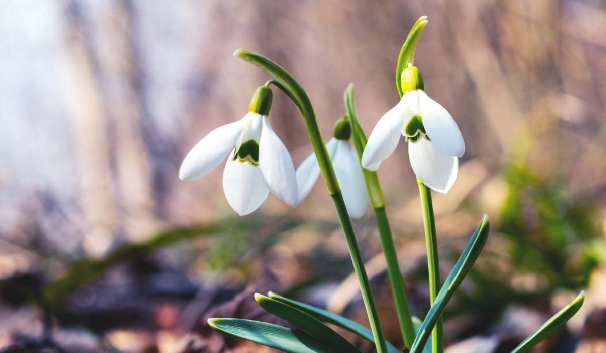 White snowdrops